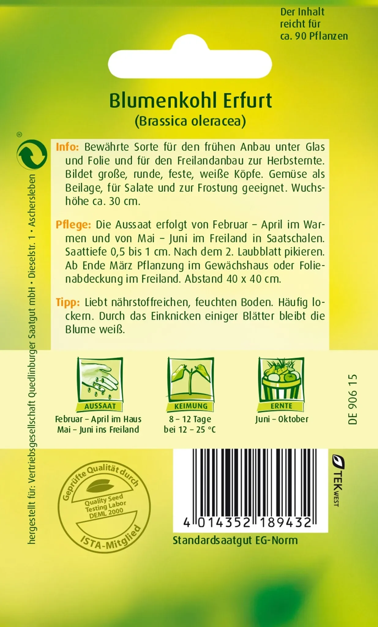 Blumenkohl „Erfurt“ – bewährte, frühe Sorte, ca. 90 Pflanzen